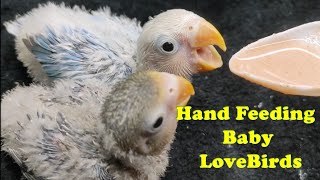 Episode3  HAND FEEDING BABY ALBS 2 or EYE RING LOVEBIRDS [upl. by Je363]