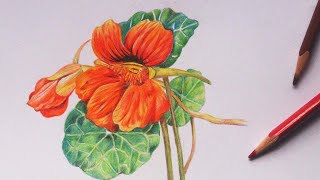 How to apply color pencils  Nasturtium flower coloring  Faber castell  Color pencil technique [upl. by Calie]