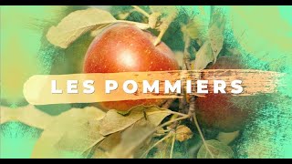 Pommier  Plantation arrosage conseils dentretien [upl. by Columbine567]