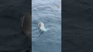 Friendly Sunfish Waves to Sailors Off San Diego Coast 👋 [upl. by Auqkinahs914]