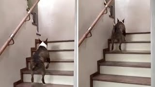 Bull Terrier Bounces Up Stairs [upl. by Aderfla]