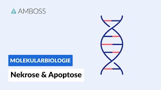 Zelltod durch Nekrose oder Apoptose  Biochemie  Physiologie  AMBOSS Video [upl. by Relyc979]