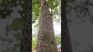 Sandbox Tree in Cambodia [upl. by Lipfert]