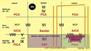 Brain Stem Lesion Mnemonic  CRASH Medical Review Series [upl. by Yrehcaz]