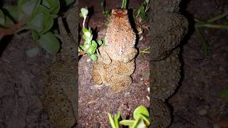 The funniest 🐸 catch toad at the night 🔥funniestcats funny frogg funnyshorts shorts toad [upl. by Drahsar347]