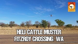 Helicopter cattle mustering  Fitzroy Crossing Western Australia [upl. by Munson]