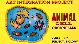 Animal Cell Model Using PULSES [upl. by Asiat]