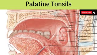 Palatine Tonsils  Situation  Features  Relations  Blood amp Nerve Supply  Lymphatic Drainage [upl. by Bixler179]