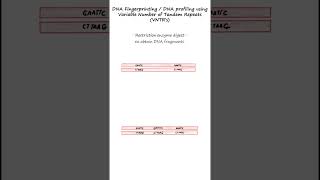 DNA profiling or DNA fingerprinting using RFLPs and VNTR probes genetics biology forensics [upl. by Yblek]