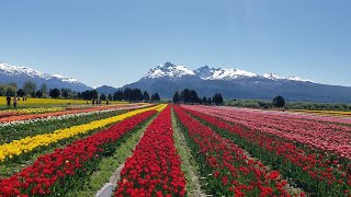 Campo de Tulipanes Trevelin Chubut Argentina [upl. by Litnahc537]