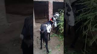 Kali Dabe Beetle Goat kali dabe beetle goat shortvideo shortsviral [upl. by Alemahs]