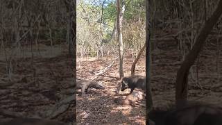 Amazing 🔥🔥 Wild Boar Vs Komodo Dragon [upl. by Absa]