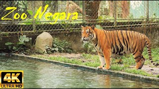 4K Zoo Negara 2022 [upl. by Wennerholn]