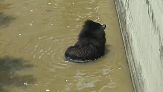 Bear at patna zoo  bhalu [upl. by Aierb76]