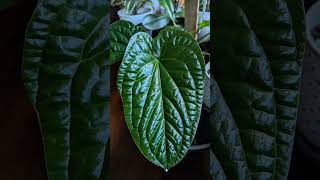 Anthurium radicans X Luxurians DreamTrackAI lofi [upl. by Cira]