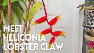 How to Grow Heliconia Rostrata in a Pot  Heliconia Lobster Claw [upl. by Abihsat]