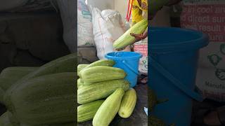 Lets Try local cucumber of Ulleri Pokhara cucumber madale localvariety harvesting [upl. by Tirrag]