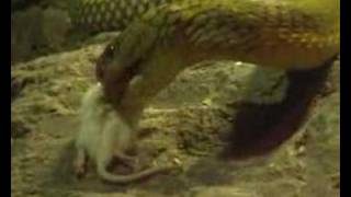 King Cobras Attacking and Feeding Behaviour  Singapore Zoological Gardens  Animal Behaviour [upl. by Amled]