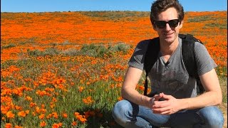 Lets Visit the Antelope Valley Poppy Reserve to See the Poppies in Bloom [upl. by Akema873]