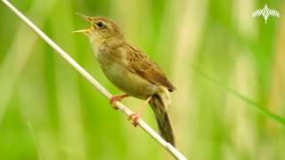 Vroege Vogels  Zingende sprinkhaanzanger [upl. by Assilym]