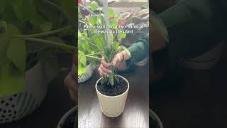 How to fix leaned and toppled houseplants🪴succulentsbox houseplant pileapeperomioides shorts [upl. by Aitnis]