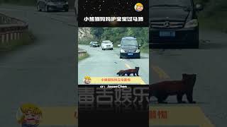 小熊猫妈妈：宝走！他们不敢惹我们 可爱到爆炸 小熊猫 娱乐评论大赏shorts [upl. by Bernadene]