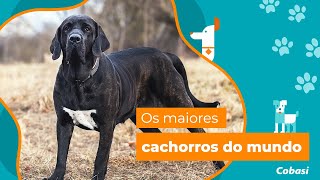 Os maiores cachorros do mundo [upl. by Milano]