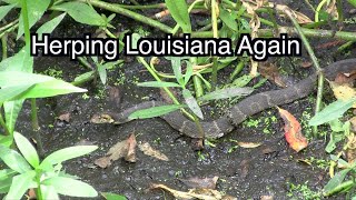 Herping Louisiana Again [upl. by Ifok780]