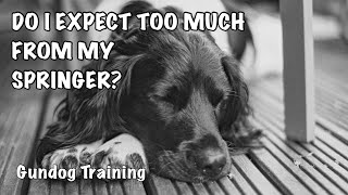 EXPECTING TOO MUCH FROM MY SPRINGER SPANIEL [upl. by Lemor266]