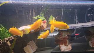 Labidochromis caeruleus Yellow Lab Cichlids [upl. by Sandy]