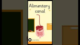 Alimentary canal pathways simple explanation 😹 medicalstudent motivation heartrate neet art [upl. by Robenia657]