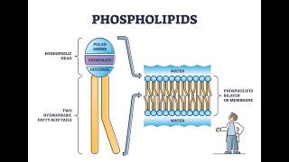 What is Plaquex The Exciting New Treatment for Atherosclerosis [upl. by Ehcnalb]