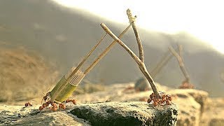 النمل بيبدأو الحرب باسلاحه متطوره وشكلهم كده حيدمرو العالم  ملخص فيلم Valley of the lost ants [upl. by Anigriv]