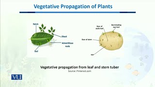 Vegetative Propagation of plants  Biodiversity amp EvolutionII  BT201Topic135 [upl. by Nomzzaj]