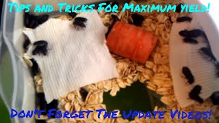 Raising and breeding mealworms Updated Videos In Description [upl. by Lovich21]