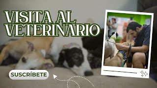 VISITA AL VETERINARIO  BANDANAS VLOG 5 [upl. by Giulio717]