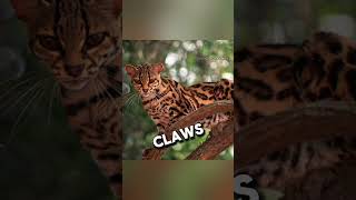 Amazing Cat quotMargayquot shorts cats ytshorts [upl. by Clemmy]