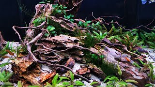 Two month update on Aquanano 40 Aquascape planted aquarium [upl. by Sackman611]