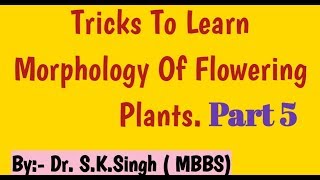 morphology of flowering plants class 11  How to write Floral Formula FabaceaeSolanaceae Lilaceae [upl. by Dolly792]