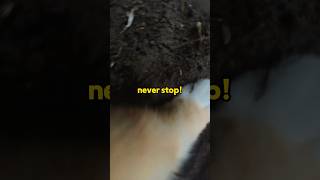 Ros Never Stops Digging catcam catpov catlovers catvlog [upl. by Brunhilde965]