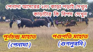 পেনাদার আসরের ২নং কাড়া লড়াইpenada kara larai 2024penada kara laraikara larai karalorai [upl. by Nunnery96]