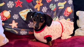 Miniature dachshund gets ready for Christmas ￼ [upl. by Serena]