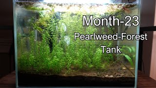 Month 23 PearlweedForest Tank new shrimp added moss ball growth ep3 [upl. by Asiruam]