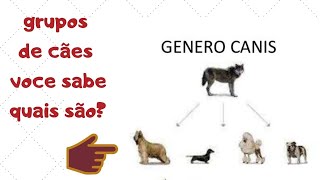 RAÇAS CANINAS E SEUS GRUPOS [upl. by Osborn]