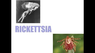 Rickettsia microbiology summarized [upl. by Atterual]