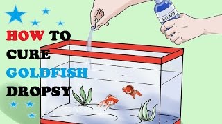 How to Cure Goldfish Dropsy [upl. by Els]