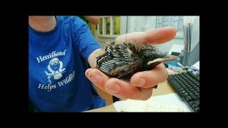 Caring For a Wild Baby Blackbird amp Hand Feeding [upl. by Inalel]