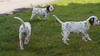 Dalmatian Puppies For Sale [upl. by Navlys]