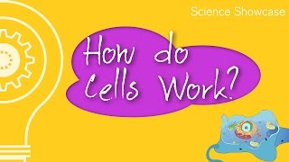 How do Cells Work [upl. by Aicilra]