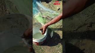 മീൻ വാരിക്കൂട്ടാം fishingvideo farming video viralvideos kerala guppyfishfarming [upl. by Paxton]